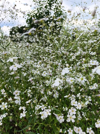 This is a close-up, low-angle shot of a dense field of small white flowers with green stems and leaves. The flowers are delicate, with five petals and yellow centers, and some have purple streaks. The background is blurred, showing more of the flowers and a dark green mass of foliage, possibly a tree. The sky is visible at the top, with hints of clouds. The lighting suggests it is daytime, possibly overcast or early morning/late afternoon. The image was taken in the vicinity of the city of Loseva, Belarus. There are no people or animals present in the image.