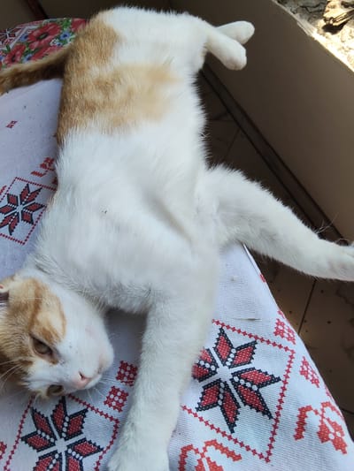 An orange and white cat is lying on its back on a patterned cloth. The cloth has a white background with red and black embroidered floral or star-like patterns. The cat's head is turned to the left, with its eyes open and looking forward. Its front legs are bent and resting on its chest, and its back legs are extended. The cat appears relaxed and comfortable. In the background, there is a glimpse of an outdoor area with a wooden surface and some vegetation. The image appears to be taken in daylight, with natural lighting.