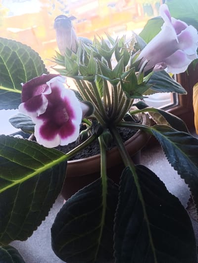 A potted plant with dark green, textured leaves and pink and white bell-shaped flowers sits on a windowsill. The plant is in a brown pot and is lit from behind by sunlight streaming through a window. The background is blurred and shows an outdoor scene with buildings and a bright sky, suggesting an urban environment. The focus is on the plant, with its velvety leaves and delicate blooms.