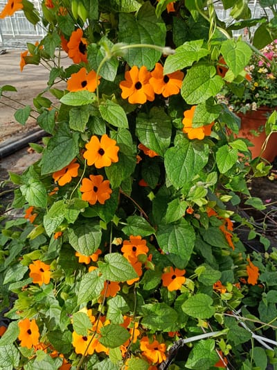 A vertical medium shot captures a dense cluster of orange flowers with black centers, commonly known as Black-Eyed Susans, intertwined with vibrant green foliage. The flowers are trumpet-shaped, with five distinct petals. The leaves are heart-shaped and textured, with visible veins. The background suggests an outdoor setting, possibly a greenhouse or garden, with hints of a paved surface and other plants in soft focus. The lighting is natural, casting subtle shadows. The scene is devoid of any human presence or discernible activity, focusing solely on the botanical subject matter. This image is located in Tuusniemi, Finland.