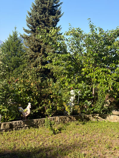 A sunlit, outdoor scene in Goldswil, Switzerland, features a well-maintained garden with a variety of greenery. In the foreground, a patch of young grass, some of which appears to be newly sprouted, covers the ground. A stone wall, constructed from rough-hewn rectangular blocks, forms a raised bed behind the lawn. Perched on top of this wall is a decorative garden statue of a white chicken with colorful accents on its wings and tail feathers. The chicken statue faces to the left.

Behind the wall, dense vegetation thrives. A variety of bushes and trees create a lush backdrop. Notably, a large evergreen tree with dark green needles stands tall on the left side of the frame, partially obscured by the lighter green leaves of deciduous trees. The leaves of the deciduous trees are a vibrant green, suggesting a healthy growth phase. Some smaller trees and shrubs fill the mid-ground, with glimpses of branches and leaves interspersed.

In the center of the garden, partially hidden by the foliage, is a light-colored statue, possibly of a person or cherub, with a thin metal stake planted in front of it. The blue sky is visible above the trees, indicating a clear and sunny day. The overall impression is one of a peaceful, cultivated garden environment.