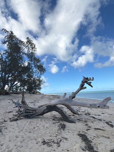 The image shows a beach scene in Pemba, Mozambique. A weathered, light-colored driftwood log lies on the sandy shore. The beach is covered with sand and scattered dark seaweed or debris. Behind the driftwood is a view of the ocean with a light green tint. Above, a clear blue sky is partially covered with fluffy white clouds. In the lower left corner, a dark green tree stands, its branches extending toward the sky. The image is rotated 90 degrees clockwise.