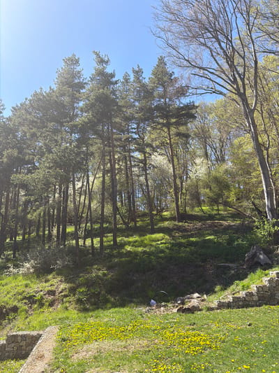 The scene is a forest landscape, likely in a park or undeveloped area, possibly located in the city of Ichera, Bulgaria. The image is oriented sideways. In the foreground, a stand of tall pine trees with dense green foliage stretches upwards towards the sky. A bright blue sky is visible on the left, contrasted by the tree branches that fill the scene. Patches of grass and vegetation fill the area between the trees and around them. On the right side, a stone wall borders a grassy area covered with yellow flowers, most likely dandelions. There are no people or specific interactions visible in the image. The environment is a blend of natural and slightly landscaped elements.