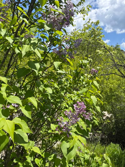 The image shows a close-up view of lilac bushes in bloom, with green leaves and clusters of light purple flowers. Some branches and treetops are visible in the background, along with patches of blue sky with white clouds. The location is Lipnitsa, Bulgaria.