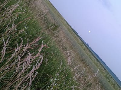 The image depicts a wide, diagonal view of a rural landscape in Lozova, Ukraine, under a pale, hazy sky. The foreground is dominated by tall, dry grasses with feathery seed heads, interspersed with small white wildflowers. These grasses are predominantly beige and light brown, creating a textured and slightly windblown appearance.

Beyond the immediate foreground, the landscape transitions into a field of greener, shorter grass, also dotted with small white flowers. This field stretches diagonally into the distance, where it meets a darker, tree-lined horizon. The overall impression is of a natural, uncultivated expanse.

In the upper right portion of the image, a small, bright white circle is visible in the sky, suggesting the presence of the moon or a bright planet. The sky itself is a pale blue, transitioning to a lighter hue closer to the horizon, indicating either early morning or late evening. The lighting is soft and diffused, implying overcast conditions or the twilight hours. There is no indication of human activity or specific events. The scene evokes a sense of peacefulness and the quiet beauty of the countryside. No text is visible in the image.