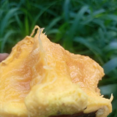 In Kimorori/Wempa ward, Kenya, the image depicts a close-up, high-angle view of a piece of yellow-orange fruit, consistent with mango flesh, being held. The fruit's surface is irregular, showing moist, fibrous textures and appears partially consumed or torn. A dark, indistinct object, possibly a seed or stem fragment, is visible at the bottom edge of the fruit. A portion of a human thumb or finger, light-skinned, is visible on the far left, partially obscured by the fruit, indicating a person is holding the item. The background consists of out-of-focus, dark green foliage, suggesting an outdoor, natural environment. No other individuals or specific man-made objects are discernible.