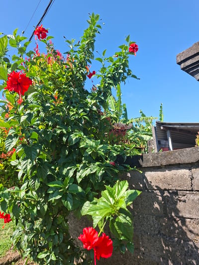 The image shows a vibrant, red hibiscus bush growing next to a concrete wall in Lodtunduh, Indonesia. The blue sky is visible above the bush. A portion of a building with a metal roof is seen above the wall. The image captures the bright sunlight illuminating the scene.