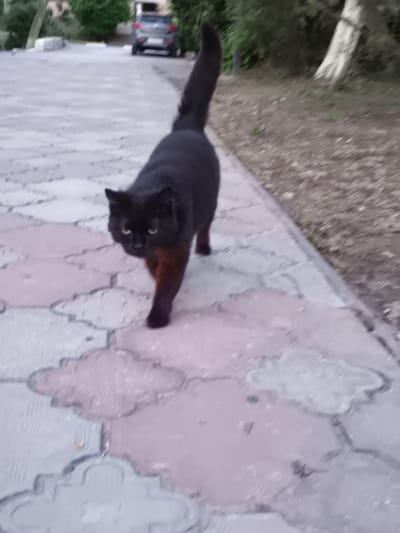 A dark-furred cat with reddish-brown markings on its legs walks toward the camera on a patterned stone sidewalk in Орджоникидзевский поселковый совет, Ukraine. A car is parked in the background on the sidewalk. Vegetation is present on either side of the sidewalk.