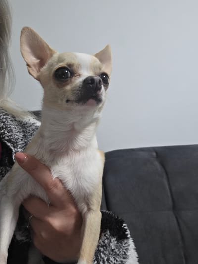 An indoor, close-up photograph taken in Görgeshausen, Germany, captures a small, cream and white dog being held by a person. The dog, which appears to be a Chihuahua or similar breed, features large, dark eyes, a black nose, and light tan fur around its eyes and ears, contrasting with its predominantly white coat. It gazes directly at the camera with an alert and curious expression. A person's hand, adorned with light pink nail polish and a ring, gently supports the dog's body. Part of a black and white fuzzy garment, possibly a sweater or blanket, is visible on the person's arm or shoulder. The background is simple, with a plain light grey or white wall occupying the right side of the frame and a dark grey, upholstered surface, likely a sofa or chair, on the left. The lighting is soft and even, typical of an indoor environment. No text is visible in the image. The scene portrays a tender interaction between a pet and its owner.