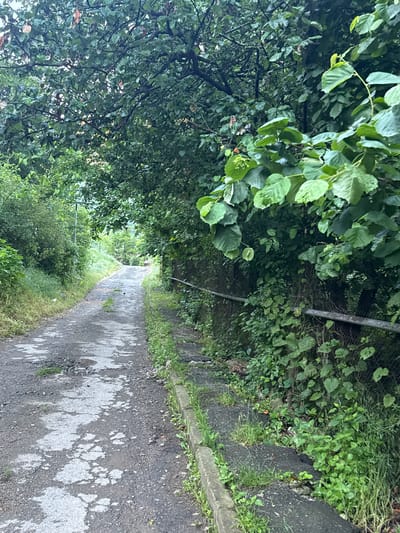 An image shows a weathered asphalt road winding uphill through a densely vegetated area. The road is cracked and appears damp in places, with patches of grass growing through the surface. To the right of the road, a concrete curb is visible, overgrown with weeds. Beyond the curb, a metal fence runs along the side of the road, covered in ivy and other climbing plants. Tall trees with lush green foliage arch over the road, creating a tunnel-like effect. The overall impression is one of a rural or semi-rural setting, with nature reclaiming parts of the man-made infrastructure. The image appears to have been taken in Tumanyan, Armenia.