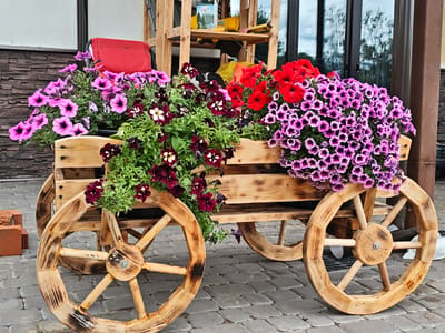 This image depicts a decorative wooden wagon filled with vibrant petunias, positioned outdoors on a cobblestone surface. The wagon is crafted from light-colored wood, with visible grain patterns and a rustic, charred finish on some of the wooden components, particularly the wheels. The wheels are large and have a spoke design.
The wagon is overflowing with several varieties of petunias. There are clusters of bright pink and purple petunias with darker centers, as well as deep burgundy petunias with white star-shaped markings in their throats. Some red petunias are also visible, adding a striking contrast. The plants are lush and full, spilling over the sides of the wagon.
In the background, a red upholstered chair is partially visible, suggesting a seating area. Behind the wagon, a wooden structure with shelves can be seen, holding various gardening-related items, including a box of seeds or plant food. The overall setting appears to be an outdoor space, possibly a garden or a decorative display area. The reflections in the glass windows in the background suggest a building with a modern architectural style. The ground is paved with rectangular cobblestones. The image appears to be a static, close-up shot focusing on the wagon and its floral contents. The presence of the cobblestone pavement and the rustic wooden wagon suggests a setting that might be found in a historical or quaint part of a town or city, and this specific scene is located in the city of Kirzhach, Russia.