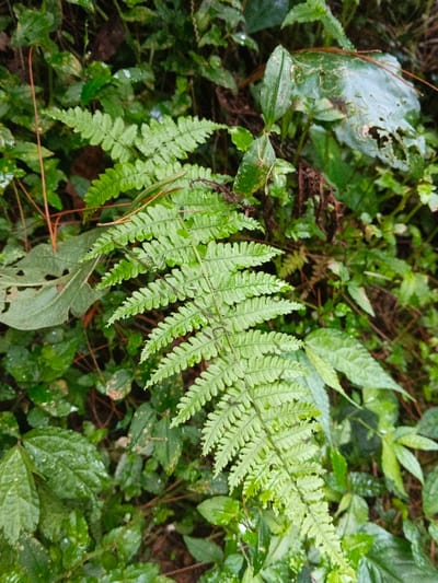 The image presents a close-up view of a vibrant green fern frond, densely covered in small water droplets, suggesting recent rain or high humidity. The fern, which is the central and dominant subject, displays numerous finely divided leaflets (pinnae), each with serrated or lobed edges, creating a delicate, intricate pattern. The primary frond extends diagonally across the frame, with its stem and smaller pinnae clearly visible.
Surrounding the main fern are various other green plants and foliage, creating a lush, natural, and somewhat wild setting. Some leaves in the background appear larger and more rounded, while others show signs of wear or insect damage, indicating an untouched natural environment. The background is softly out of focus, allowing the sharp details of the foreground fern to stand out prominently.
The lighting is soft and diffused, indicating either an overcast day, a shaded area, or possibly early morning/late afternoon light. No direct sunlight is visible. The scene is devoid of any human presence, man-made objects, or visible text. The overall impression is one of natural tranquility and a healthy, moist ecosystem. This verdant scene is located in Chilanga, Zambia, highlighting the rich flora of the region.