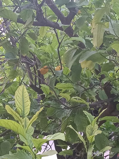 The image depicts a close-up view of a lemon tree, heavily laden with foliage and some developing lemons. The lemons are a pale yellow-orange color and appear to be of various sizes, some with a light blueish covering. The branches of the tree are dark brown and twist around, creating a dense canopy of green leaves. The leaves are predominantly a vibrant green, with some lighter green and yellow-tinged leaves also visible, suggesting variation in age or light exposure. The background is a blur of green, hinting at more foliage or perhaps the surrounding environment. The image is taken from a low angle, looking up into the tree. The bottom right corner of the image shows a timestamp: "21.06.2026 20:17". The scene appears to be outdoors, likely in a residential or garden setting within the city of Chaidari, Greece, given the presence of a fruit-bearing tree and the timestamp format. There are no people or animals visible in the image.