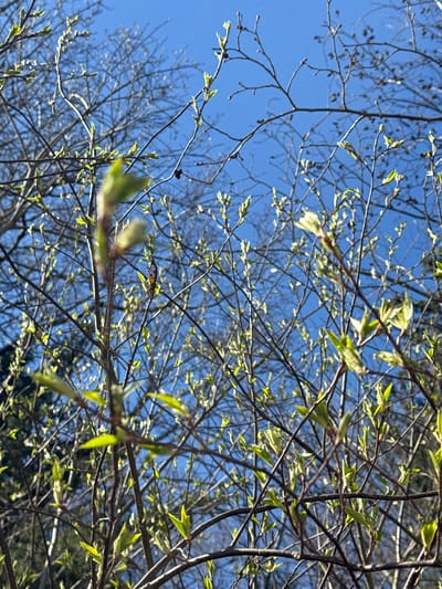 This upward-facing photograph captures the delicate emergence of spring foliage on tree branches against a clear, vibrant blue sky. Numerous tree branches, ranging from thin twigs to thicker limbs, crisscross the frame. Many of these branches are still largely bare, displaying small, dark buds, while others have begun to sprout tiny, bright green leaves. These new leaves are small and tender, catching the direct sunlight and appearing luminous against the darker branches and the deep blue sky.

The strong contrast between the sun-drenched leaves and the shadows on some branches indicates a sunny day, likely morning or afternoon, with ample natural light. The weather appears clear and cloudless. The overall impression is one of renewal and the fresh beginning of the growing season. The scene is set in Espoo, Finland. There is no visible text in the image.