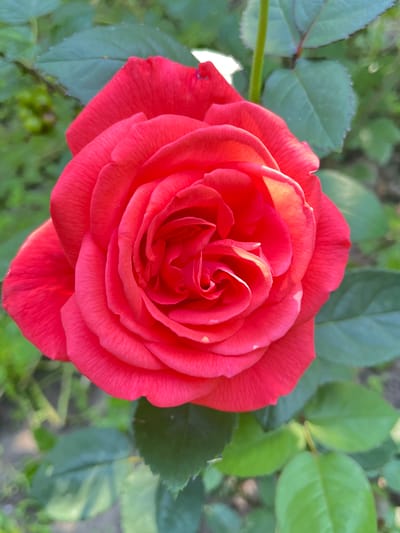 This is a close-up, eye-level, vertical shot of a bright red rose in full bloom. The rose occupies the majority of the frame, with its petals unfurling in a spiral pattern. The lighting highlights the velvety texture of the petals and casts subtle shadows. The background is a soft, blurred wash of green foliage, suggesting an outdoor garden setting. There are no people or other identifiable objects in the image. The scene is consistent with a garden in Lisove, Ukraine, or any similar temperate climate with cultivated flora.