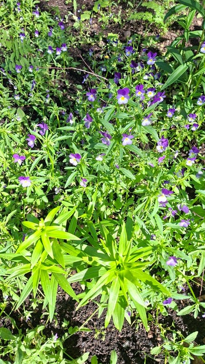 A high-angle, full shot captures a patch of vibrant green foliage interspersed with numerous small purple and white wildflowers, likely pansies, blooming under natural daylight. The flowers are scattered across the frame, with some clustered together and others sparsely distributed. Dark soil is visible between the plants, indicating they are growing in the ground. In the foreground, two large, bright green plants with pointed, sword-like leaves dominate the lower half of the image. These plants are more uniform in color and shape, contrasting with the delicate, multi-colored wildflowers. The overall scene depicts a natural, outdoor environment. While the image is from Nytva, Russia, no specific landmarks or contextual details identifying its exact location within the city are present.