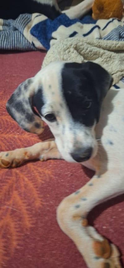 A dalmatian puppy with black and white spots lies on a reddish-orange textured surface. The puppy's head is turned to the right, with its left ear flopped down. Its fur is white with black patches on its head, back, and ears, as well as scattered black spots on its body and legs. The puppy's paws are visible, with some orange markings. In the background, a blue and white striped blanket and a fuzzy, cream-colored blanket are partially visible. The scene appears to be indoors. The image does not provide any information that would allow for its location to be identified within the city of Formosa, Brazil.