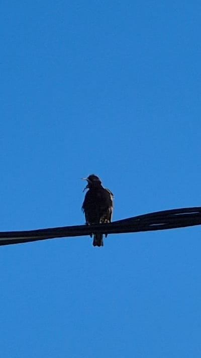 A silhouette of a bird with its beak open is perched on a wire against a clear blue sky. The bird is dark and appears to be facing left. The wire it is on is thick and dark, stretching horizontally across the frame. The background is a solid, bright blue sky with no clouds or other objects visible. This scene is in Bulatovo, Russia.