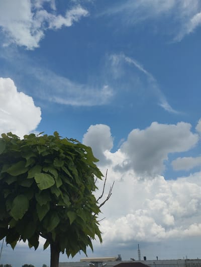 This is a vertical, eye-level, medium shot of a leafy green tree with a brown trunk against a bright blue sky with white clouds. The tree occupies the lower left portion of the frame and its dense foliage is a vibrant green. The sky is a clear blue with several fluffy white cumulus clouds scattered across it. Some wispy cirrus clouds are visible higher up, adding texture to the sky. The image appears to have been taken during the daytime, likely in the late morning or early afternoon given the bright lighting and clear sky. The scene depicts a natural setting with a prominent tree and sky. In the distance, at the bottom of the frame, there are hints of industrial buildings and structures, suggesting the location may be on the outskirts of a town or city. There is no visible text in the image.