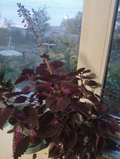 A potted plant with dark purple and green leaves, and a tall stalk of small, light purple flowers, sits on a windowsill. The plant is the primary subject, occupying the majority of the foreground. Behind the plant, a window looks out onto a yard with trees, a white umbrella-like structure, and a building. The sky is visible through the window, suggesting it is either early morning or late evening, with soft, diffused light. The overall scene appears to be indoors, with the plant placed to receive natural light. No people are visible. There is no discernible text in the image.