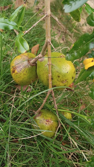 A close-up, eye-level shot features three unripe, green fruits hanging from a thin, brown, woody stem in a grassy outdoor setting. The fruits are round to oval in shape and have some brown blemishes and speckling on their surfaces. The stem is supported by thin, twig-like branches, and the fruits are nestled among blades of green grass, with some dry brown leaves visible in the background. The foliage of a plant with green leaves is also present in the upper and right portions of the frame. The scene appears to be a natural, outdoor environment in the city of Cotjrat, Indonesia, where the fruits are growing on a plant.