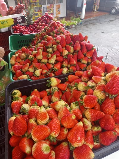 A street market stall displays an abundance of fresh strawberries, most of which are ripe red with some showing a pale yellow hue towards the stem. The strawberries are piled high in black plastic crates. To the left and behind the crates of strawberries, there are containers of red grapes and more red fruits, possibly cherries or small plums. A white box with yellow and red text, partially obscured, is visible to the left of the grapes. The market appears to be outdoors with a paved ground surface. In the background, there are glimpses of market stalls with merchandise, a parked car, and vegetation. The overall scene suggests a vibrant agricultural market, likely in a town like Mutiscua, Colombia, given the typical produce and setting.
