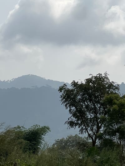 The image captures an overcast, hazy mountainous landscape in Logba Adzakoe, Ghana. In the immediate foreground, dense green foliage, including tall grasses and broadleaf plants, occupies the bottom left. A prominent tree with dark green leaves and a visible trunk stands in the mid-right foreground, obscuring part of the middle ground. Beyond the foreground vegetation, multiple layers of forested mountains extend into the background. These mountains appear progressively lighter and bluer-grey due to atmospheric perspective, with the most distant peaks heavily obscured by haze. The upper two-thirds of the frame are dominated by an overcast sky, filled with diffuse grey and white clouds. No people, animals, or man-made structures are visible.