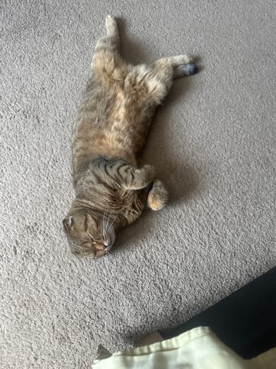 An overhead, high-angle shot shows a golden tabby cat sleeping on its back on a grey carpet. The cat is curled on its side with its paws tucked in and its eyes closed. The cat's fur is striped and marked with black. The carpet is plush and shows a faint shadow from the cat. A dark shadow is cast from the right side of the frame, suggesting a nearby object or furniture. The lower right corner of the image shows a glimpse of a white fabric item. The location is a domestic interior in Osinniki, Russia.