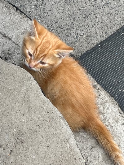 A small, ginger-orange kitten is depicted resting on a paved surface in Poltavka, Ukraine. The kitten is positioned with its head turned downwards and slightly to the left, partially obscured by a raised, light-grey concrete curb in the foreground. Its body extends diagonally to the lower right, with its tail visible on the ground. The immediate ground to the left of the kitten is a coarse, light-grey concrete aggregate. To the right and behind the kitten, the ground transitions to a darker, finer-grained grey asphalt or concrete surface, which features a black, ribbed tactile strip running diagonally across it. Minor cracks are visible in the darker pavement, and small particles of debris are scattered across all surfaces. The scene is illuminated by natural light, casting no distinct shadows.