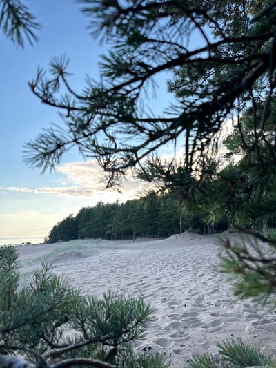 The image captures a tranquil beach scene at dusk in Shepelevo, Russia. In the foreground, out-of-focus pine branches frame the view, their needles a vibrant green against the softening light. The beach itself is composed of fine, light-colored sand, marked by subtle footprints. Gentle sand dunes, sparsely covered with low-lying green grass, rise towards a dense line of pine trees that form a dark silhouette against the sky. The sky above is a gradient of soft blues and greys, with wispy clouds catching the last rays of the setting sun, creating a diffused, ethereal glow. In the far distance, a calm body of water, likely the Gulf of Finland, is visible, with a few large rocks protruding from its surface near the shoreline. The overall atmosphere is one of serene natural beauty.