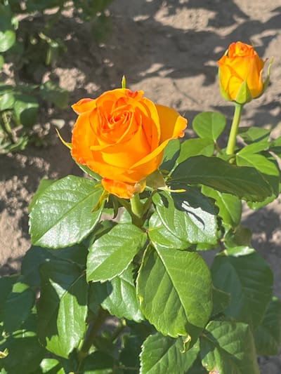 The image displays a close-up view of two orange roses in a garden. The rose in the foreground is fully bloomed, showcasing its intricate petal structure and vibrant color. A second rose bud is visible behind it, also in a deep orange hue. Lush green leaves surround the flowers, some of which are illuminated by sunlight, creating dappled shadows on the ground. The background consists of dry soil, suggesting an outdoor setting. There is no indication of the city of Bar, Ukraine, in the image.
