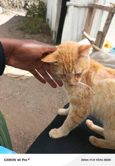In Oloosirkon/Sholinke ward, Kenya, an outdoor scene is captured featuring a close interaction between a human and an animal. A dark-skinned left hand, partially visible and wearing a dark long-sleeved garment, is gently resting on or petting the head of an orange tabby cat. The cat, with prominent white whiskers and a light orange fur pattern, is positioned with its head slightly lowered and eyes appearing closed or downcast. It sits on a dark, possibly black, padded surface. In the foreground, a portion of a bright blue object and a green object are visible to the left. The background consists of a light brown, gritty or gravel-covered ground, with blurred green foliage and rustic, light-colored wooden structures or fencing visible further back. The scene is illuminated by natural light, casting subtle shadows.