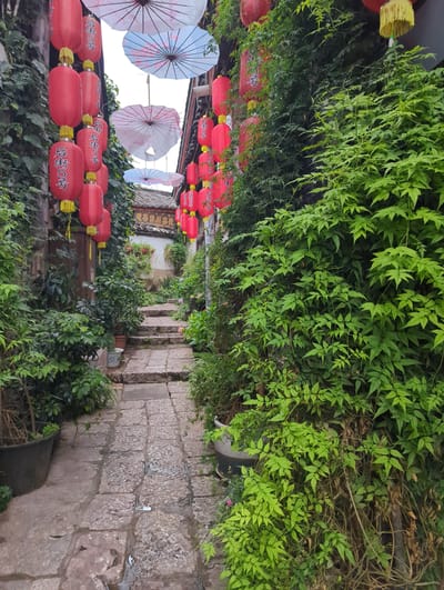 The image depicts a narrow, stone-paved alleyway in Gucheng District, China, flanked by lush green foliage and traditional red lanterns. The alleyway is lined with stone steps leading upwards, disappearing into the distance. Red lanterns, adorned with gold tassels and Chinese characters, are suspended overhead, adding a festive atmosphere. Several patterned paper umbrellas are also hung above the alley, some with intricate designs. The walls on either side of the alley are covered in dense greenery, with some sections showing exposed stone or weathered building materials. In the foreground, a large black planter contains some dried branches and new growth. The stone paving is damp, with small puddles indicating recent rain. The overall scene evokes a sense of traditional Chinese architecture and natural beauty.