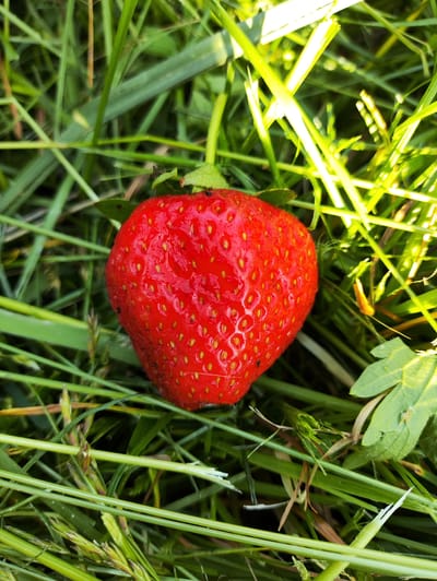 A single, ripe strawberry rests on a bed of lush green grass, bathed in the bright, warm glow of sunlight. The strawberry is a vibrant red, its surface dotted with numerous yellow seeds, and it appears slightly moist, suggesting dew or a recent watering. The grass is dense and varied, with some blades catching the light and appearing almost translucent, while others are in shadow. There are also hints of other greenery, like clover leaves, interspersed with the grass. The scene is natural and serene, evoking a feeling of simple abundance and the beauty of fresh produce found in nature. The sunlight suggests it is daytime, likely morning or late afternoon, given the angle and intensity of the light. The location context of Dorozhnyy, Russia, places this natural scene in a specific geographic setting. There is no visible text in the image.
