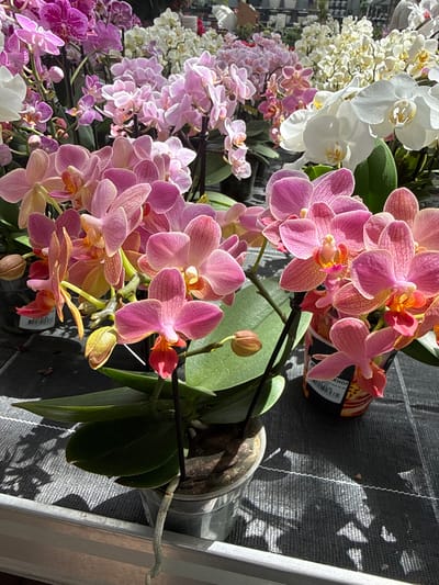 The image depicts a close-up view of several potted orchids of various colors, primarily pink and white, displayed outdoors. The orchids are arranged in what appears to be a market or nursery setting, with multiple plants in focus and others blurred in the background. The lighting suggests it is daytime, with shadows cast on the ground, indicating sunlight. The ground surface is covered with a dark, textured material, possibly a tarp or fabric, with a white line running across it. One of the pots has a label visible with partial text. The overall scene is focused on the floral display, suggesting a commercial environment for plant sales. There are no people visible in the image. The location is identified as Fritzlar, Germany.