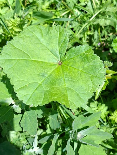 The image displays a close-up view of a large, bright green leaf with a distinctive heart shape and lobed edges, centrally positioned against a blurred background of other green foliage. The leaf exhibits prominent veins radiating from the stem attachment point and a textured surface. The surrounding environment is composed of various green plants, some with fine, dissected leaves, suggesting a natural, outdoor setting. The lighting indicates it is daytime, with sunlight casting shadows and highlighting the textures of the leaf. No people, animals, or man-made objects are visible. The location is identified as Toguz-Bulak, Kyrgyzstan, implying this scene is part of the natural landscape of that region.