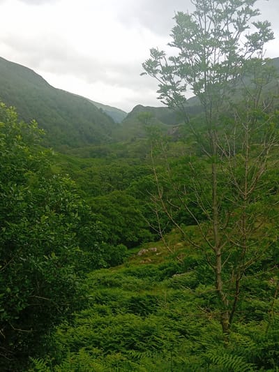 The image depicts a lush, mountainous landscape under a cloudy sky, located in the vicinity of Invergarry, United Kingdom. The foreground is dominated by dense green foliage, including numerous ferns and the leaves of a young tree with bare branches. Behind this, the scene opens up to a valley filled with a variety of trees, creating a rich tapestry of green. In the background, rolling hills and mountains recede into the distance, their slopes covered in vegetation. The overall impression is one of natural, untouched beauty, likely a rural or wilderness area.