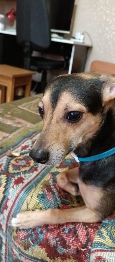 A close-up vertical, eye-level shot captures a small, tan and black dog with dark eyes, resting on a colorful, patterned blanket or rug. The dog's head is turned to the left, and its gaze is directed slightly downward and to the left. A thin, turquoise collar is visible around its neck. The background is blurred and suggests an indoor setting with furniture, including a wooden table and what appears to be an office chair. The lighting is dim, with a warm tone. The overall impression is one of domesticity and a relaxed atmosphere. The scene is located in the city of Voskresenskiy, Russia.