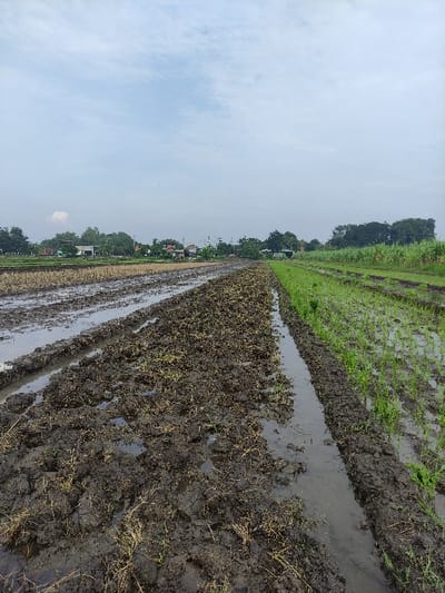 The image depicts a vast, muddy rice paddy in Wonoayu, Indonesia, under an overcast sky. The foreground and midground are dominated by dark, tilled soil, saturated with water, forming irregular pools and channels. Sparse green vegetation, possibly young rice shoots or remnants of a previous crop, emerges from the wet earth in patches.
The scene portrays an agricultural setting, likely a rice field in preparation for planting or in its early growth stage, given the waterlogged and muddy conditions characteristic of paddy cultivation. A distinct, narrow waterway or ditch runs through the field, separating different sections of the muddy terrain.
In the distance, a horizon line is marked by a strip of lush green trees, beyond which a scattering of residential buildings or a small village is visible, suggesting a rural or semi-rural landscape. The sky is uniformly light grey and cloudy, indicating an overcast day. No direct sunlight is visible, contributing to a soft, muted lighting across the scene.
There are no people or discernible objects other than the natural elements and distant structures. No text is visible in the image. The overall impression is one of agricultural activity within a serene, natural environment, likely captured during the wet season or shortly after irrigation.