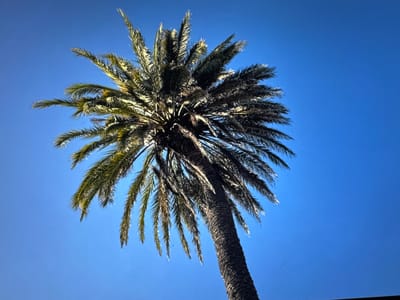 An upward-facing shot captures a tall palm tree against a clear, vibrant blue sky. The fronds of the palm tree fan out, with some appearing darker and others lighter due to the sunlight. The trunk of the palm is textured and dark. The image does not contain any people or evidence of the city of Porrentruy, Switzerland.