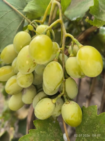 A cluster of unripe, light green grapes hangs from a vine. The grapes are plump and round, with some showing slight blemishes or uneven coloring. They are attached to thin, green stems that form a larger branch. The background is a blur of green leaves and some darker, out-of-focus elements that suggest foliage and possibly other parts of the plant. A timestamp "02.07.2026 08:07" is visible in the lower right corner. The scene appears to be outdoors, likely in a garden or vineyard in Kattasu, Uzbekistan, given the provided context.