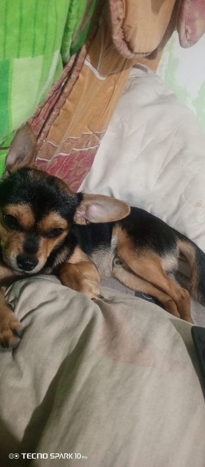 A small, black and brown dog is lying on a tan blanket. The dog has floppy ears, one of which is turned to the side. The dog's head is resting on a portion of the blanket. The background includes a green blanket and a white quilted pillow. The photo was taken with a Tecno Spark 10 Pro. The location is unknown and cannot be determined from the image.
