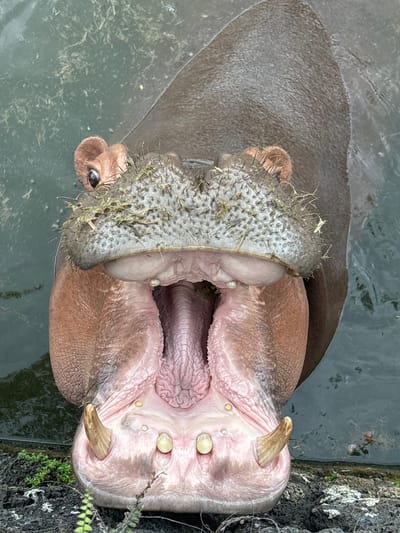 This is a close-up, high-angle shot of a hippopotamus with its mouth wide open, displaying its massive teeth and pink tongue. The hippopotamus is partially submerged in murky green water, with some dark, rocky ground visible in the lower foreground, dotted with sparse green vegetation. The hippopotamus's skin is dark brown and appears wet and textured. Its snout is covered in stiff bristles, and its eyes are small and dark. The overall impression is one of raw, powerful nature. There is no indication of the city of Xiuying District, China in this image.