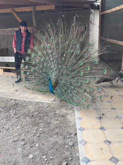 This image depicts a male peacock in full display, fanning its magnificent tail feathers, which are adorned with numerous iridescent blue and green "eyespot" patterns. Standing to the left of the peacock is a young man, likely a teenager or young adult, wearing a black beanie, a reddish-orange long-sleeved shirt with faintly visible text (possibly "STRAUSS"), and a dark vest. He is looking towards the camera with a neutral expression.
The setting appears to be a semi-outdoor enclosure or aviary in Jil-Aryk, Kyrgyzstan. The ground transitions from a section of light-colored, octagonal patterned tiles with dark diamond inserts on the right to a rough dirt and gravel area on the left. Above, a rustic structure composed of wooden beams and wire mesh forms part of the roof or ceiling. Several small birds are visible flying or perched within this upper section. Another peacock or peahen is partially obscured in the shadows behind the displaying male.
The primary activity is the peacock's display, a common behavior for attracting mates or showing dominance. The man appears to be observing or posing next to the impressive bird. The scene is well-lit by natural daylight, indicating it is daytime. The environment suggests an animal keeping facility, such as a local park or farm.