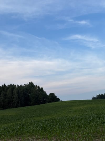 The image depicts a rural landscape in the Ozyaritska-Slabadski rural council, Belarus. The scene is dominated by a rolling green field of young corn plants in the foreground, stretching towards a darker line of trees on the horizon. Above the treeline, a pale blue sky with wispy white clouds stretches across the frame. The overall impression is one of natural beauty and agricultural activity.
