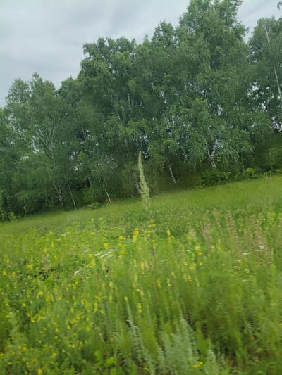 The image depicts a blurry, outdoor scene, likely captured from a moving vehicle. In the foreground, a field of green grass and yellow flowers is visible, with the motion blur suggesting rapid movement. A line of trees, predominantly birch trees with their characteristic white bark, forms a backdrop behind the field. The sky above is overcast with gray clouds. The overall impression is that of a rural or semi-rural landscape in the daytime. The specific location in Новофёдоровское, Russia, is not visually identifiable from the image itself, as there are no distinct landmarks or identifying features.