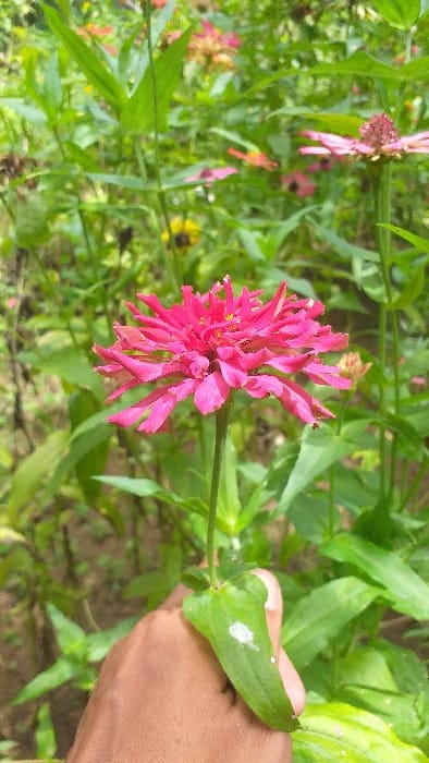 A close-up vertical image displays a vibrant pink zinnia flower held by a human hand in a garden setting within Serdang, Indonesia. The central subject is the zinnia, featuring numerous overlapping pink petals and a textured, darker pink central disk, positioned slightly left of the frame's vertical center. A distinct dark-skinned hand is visible at the lower right, gently grasping the flower's green stem or a leaf attached to it. White specks are present on the leaf held by the hand. The background is a soft, out-of-focus expanse of green foliage, indicating a lush, vegetated environment. Scattered within the blurred background are hints of other flowers, including lighter pink and yellow blooms. The ground appears to be brown soil or dirt, partially visible at the bottom left.