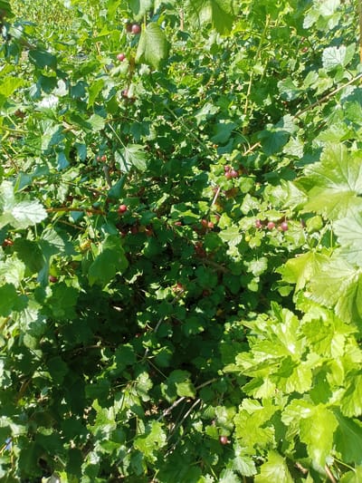 A dense, green gooseberry bush is shown in an outdoor setting in Salhany, Ukraine. The bush is filled with numerous leaves and branches, with a cluster of developing red and purple gooseberries scattered throughout. Sunlight filters through the foliage, casting shadows and highlighting the bright green leaves and the darker hues of the berries. The image is a close-up view, focusing on the bush and its fruit, suggesting it was taken during the growing season. There are no people or animals visible in the frame.