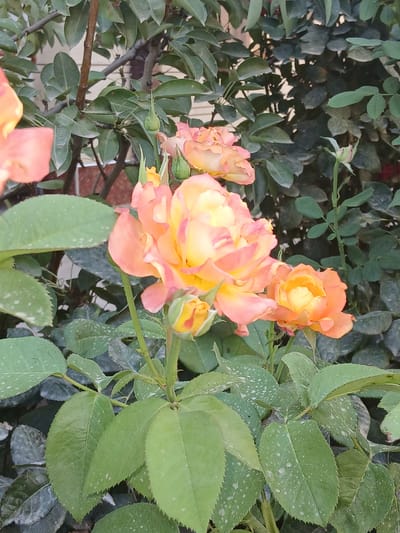 A close-up photograph captures a cluster of peach and yellow roses in bloom, interspersed with green leaves and rose buds. The roses are layered with soft petals, showing a gradient of color from a deep peach on the outer edges to a pale yellow in the center. Several small, green rose buds are also visible, some partially open. The leaves are a vibrant green, with some speckled with white, possibly due to dust or water droplets. The background consists of darker green foliage and branches, with a hint of a building facade in the upper left corner. The scene appears to be an outdoor garden or park setting. There are no people or animals present in the image. The photograph does not contain any specific markers to indicate its location within Karshi City, Uzbekistan.