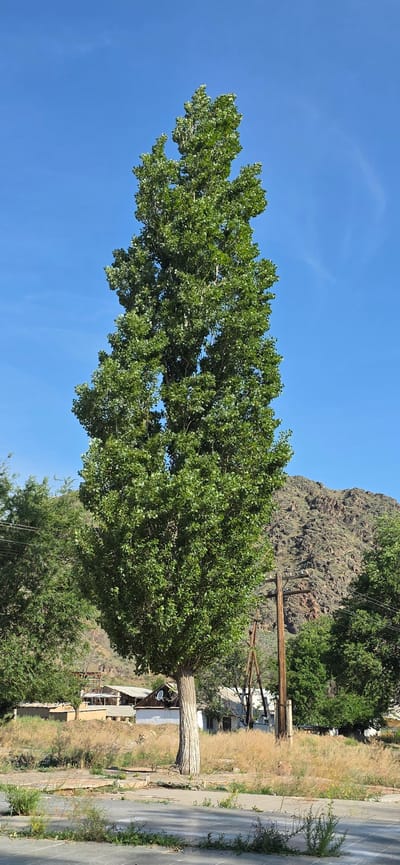 In the city of Sasyk-Bulak, Kyrgyzstan, a tall, mature tree with dense green foliage dominates the foreground, its trunk appearing weathered and textured. Behind the tree, a low-lying area is covered in dry, light-colored grasses and scattered green bushes. Further back, a collection of buildings with light-colored walls and dark roofs are visible, some with a satellite dish on top. A prominent wooden utility pole with crossbars stands to the right of the main tree, and another, more complex wooden structure, likely part of a power line setup, is situated behind the dry grass. A rugged, rocky mountain slope with sparse vegetation rises in the background. The sky is a clear, vibrant blue with faint wisps of clouds. The scene appears to be a rural or semi-rural setting within the city.